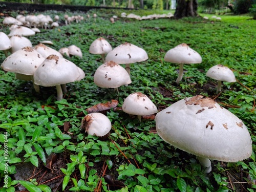 mushrooms in the forest