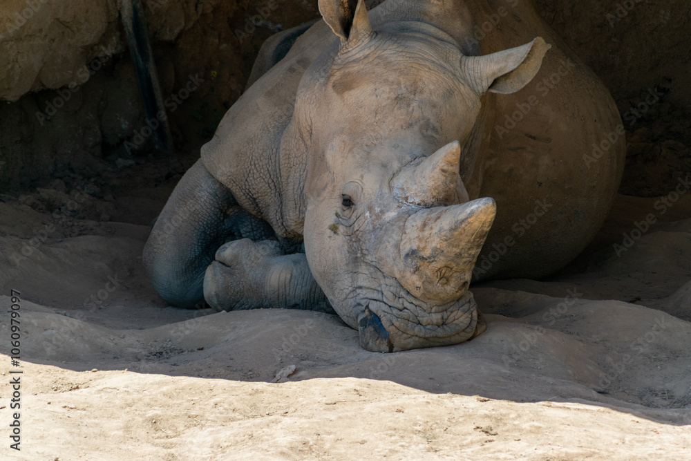 Fototapeta premium A rhino in the zoo