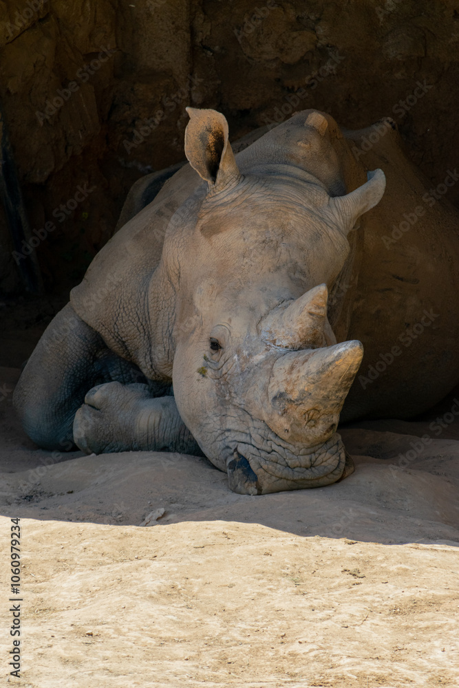 Fototapeta premium A rhino in the zoo