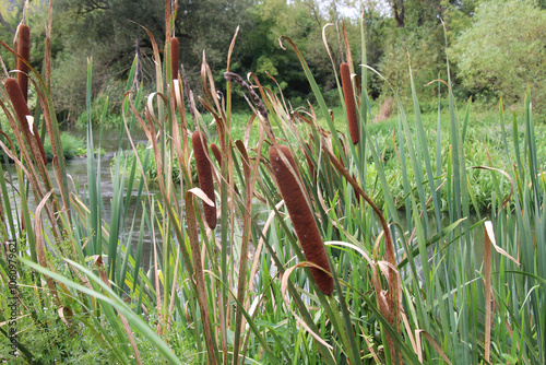 On the shore of the reservoir grows reed mace (Typha) photo