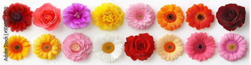 Flower isolated on white: beautiful flowers on white background, Blossom, Flower rose