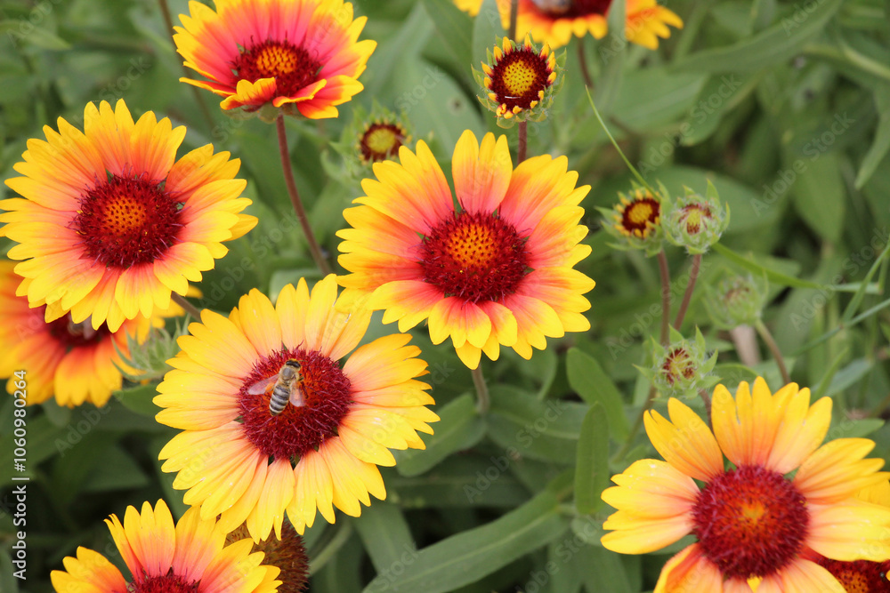 Haillardia is blooming in the garden Haillardia is blooming in the garden