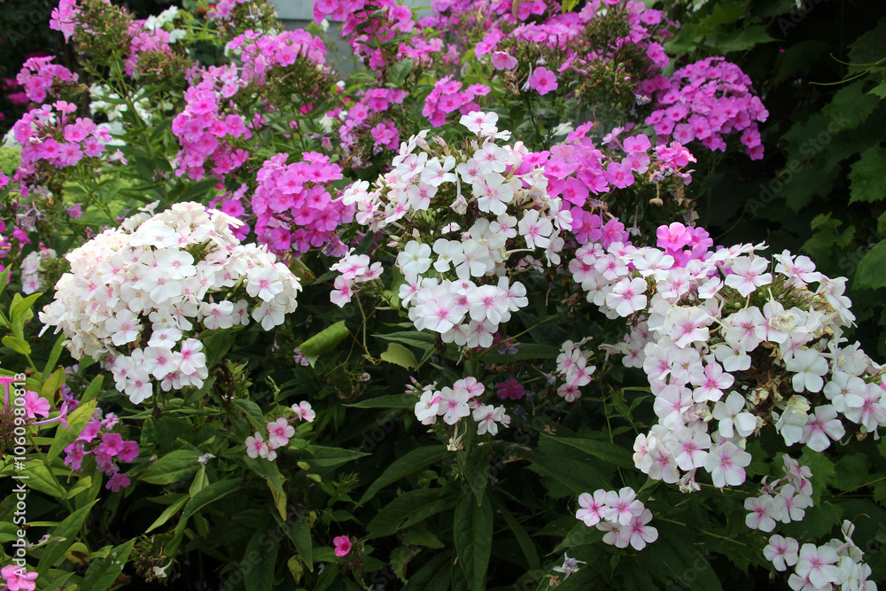 Fototapeta premium In the summer, phloxes bloom in the garden