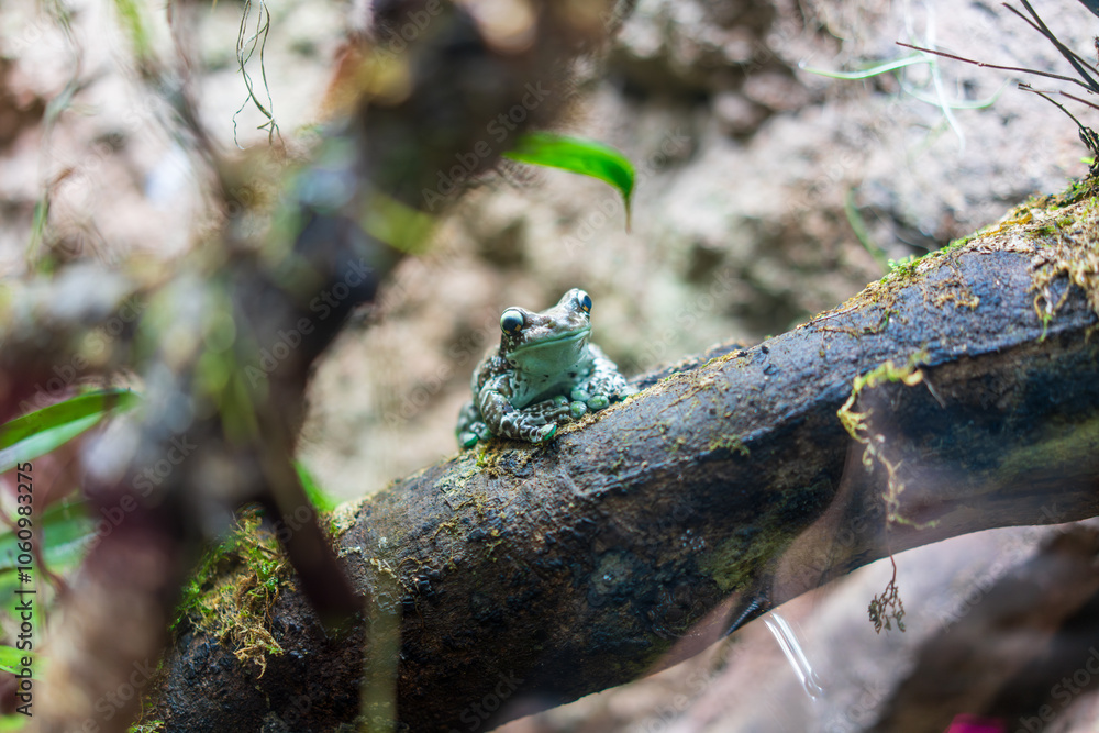 Obraz premium Mission Golden-Eyed Tree Frog (Trachycephalus Resinifictrix, Amazon Milk Frog, Blue Milk Frog) is a species of Arboreal frog native to the Amazon Rainforest in South America
