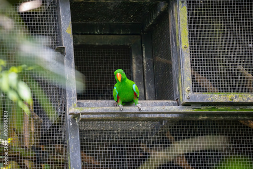 Male Moluccan Eclectus (Eclectus Roratus) - a species of Parrot native to the Maluku Islands (Moluccas) photo