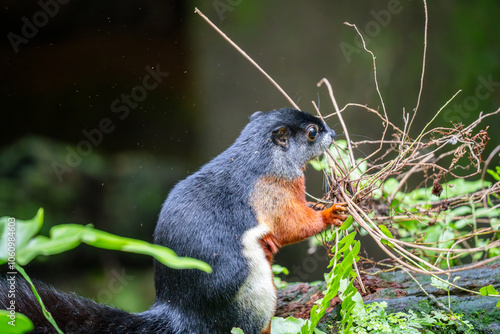 Prevost's Squirrel (Asian Tri-Coloured Squirrel, Callosciurus prevostii) carrying plant twigs and roots to build nest.