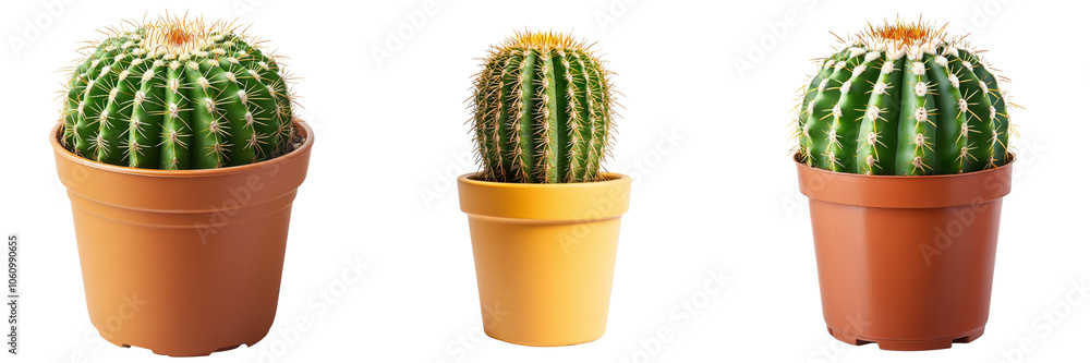 Set of vibrant potted cactus isolated on a transparent background Set of vibrant potted cactus isolated on a transparent background