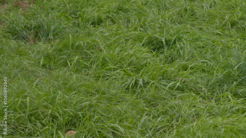 Beads of dew on the fresh green grass. Beads of dew on the fresh green grass.