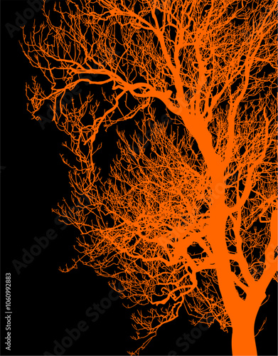 árbol, naturaleza, sucursal, de invierno, silueta, blanco, negro, aislada, calvos, bosque, ciclos, fábrica, cielo, roble, seco, ramas