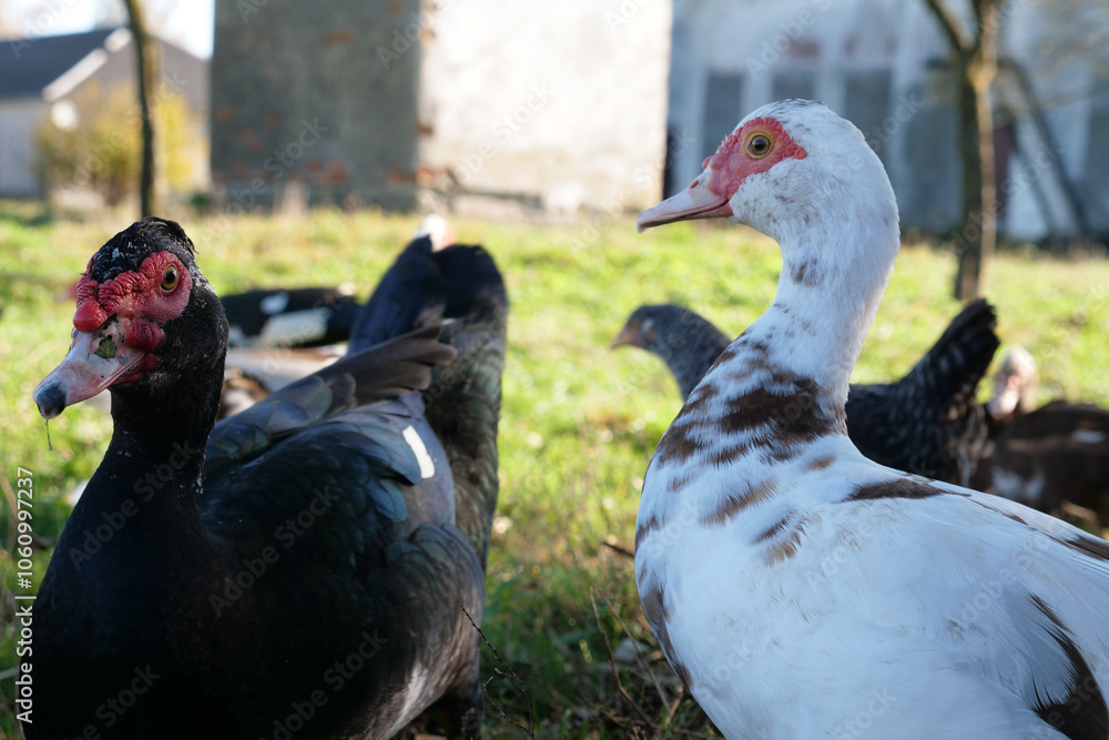 Domestic ducks on the farm. Care and breeding of ducks. Domestic ducks on the farm. Care and breeding of ducks.