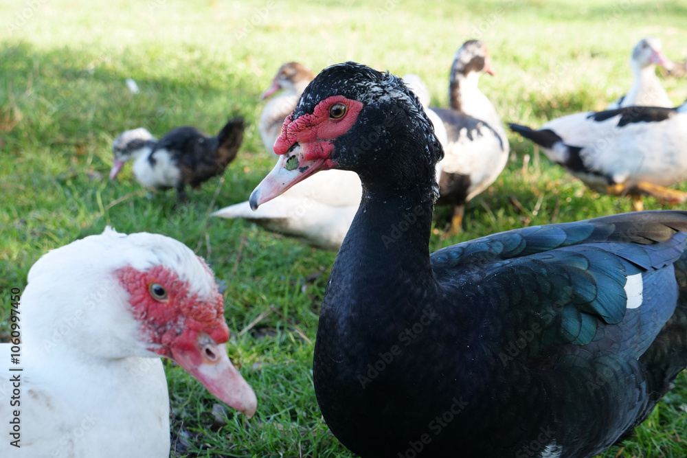 Domestic ducks on the farm. Care and breeding of ducks. Domestic ducks on the farm. Care and breeding of ducks.