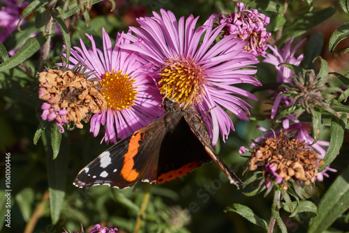 Admiral butterfly (lat. Vanessa atalanta). Admiral butterfly is a daytime butterfly from the Nymphalide family (Nymphalidae) collects nectar from flowers. photo