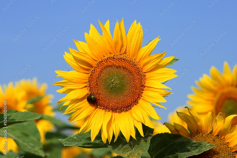 Sunflower. Sunflower.