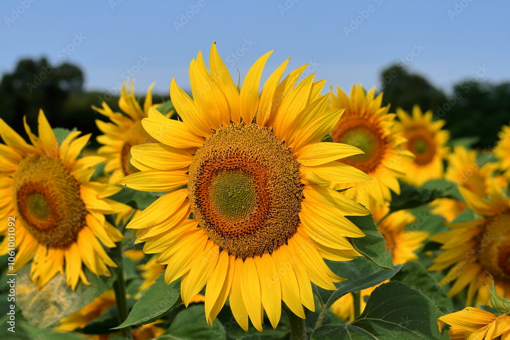Sunflower. Sunflower.
