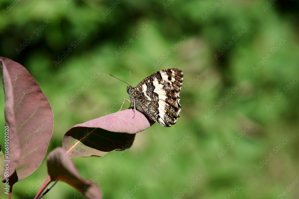 Butterfly. Butterfly.