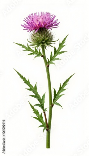 Wallpaper Mural Spiky Purple Thistle Flower With Sharp Leaves On White Background Torontodigital.ca