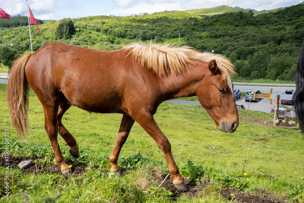 Brown horse grazing green grass in Norway Brown horse grazing green grass in Norway