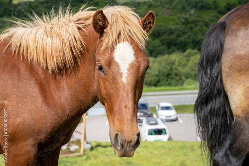 Close-up portrait of brown horse