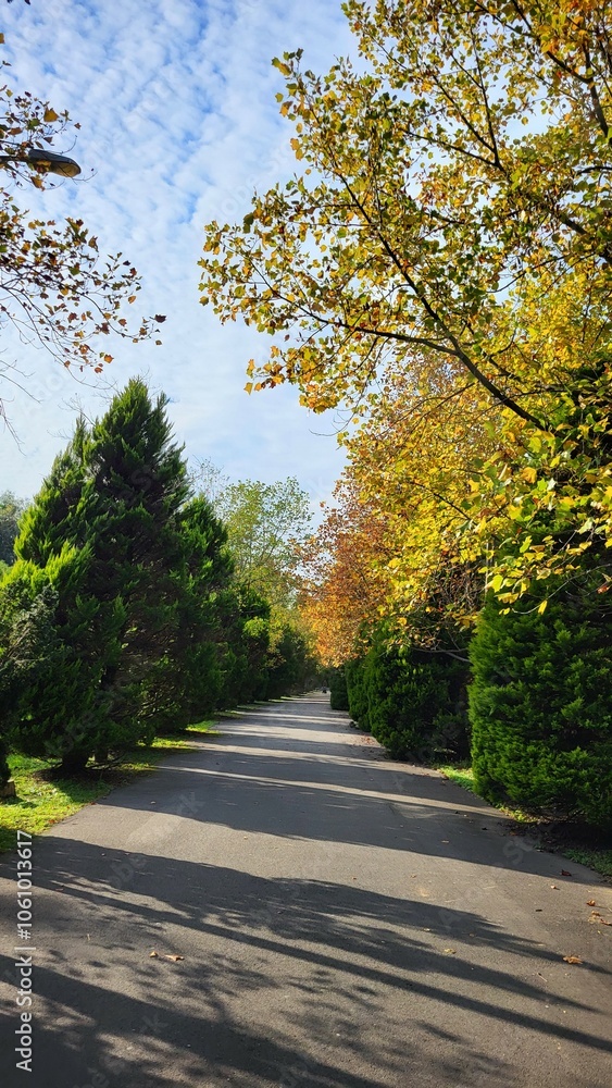Path in a botanical garden, trees with bright yellow and green leaves grow along the edges Path in a botanical garden, trees with bright yellow and green leaves grow along the edges