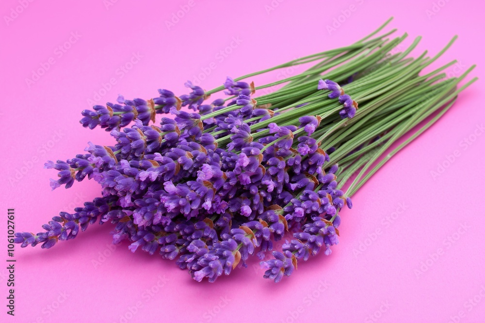 Delicate lavender sprigs in full bloom, resting against a serene purple pastel background. Delicate lavender sprigs in full bloom, resting against a serene purple pastel background.