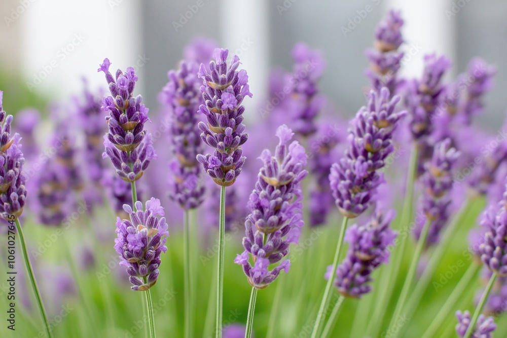 A field of lavender in full bloom, with rows swaying softly under a calming pastel sky. A field of lavender in full bloom, with rows swaying softly under a calming pastel sky.