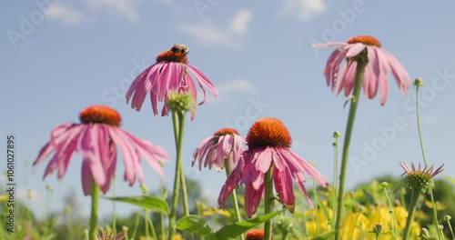 Close up of a bumble bee on a coneflower in a field of wildflowers on a farm in central Tennessee. With ambient sounds of birds and insects