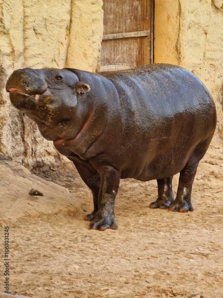 Naklejka premium hippopotamus in zoo