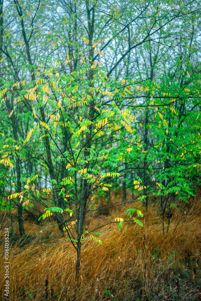 Naklejka premium Leaves with dew in the forest, dawn landscape with leaves, autumn weather in the photo, orange and green leaves after rain, drops of water on leaves and branches of trees