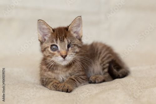 Small kitten with one eye on a light background photo