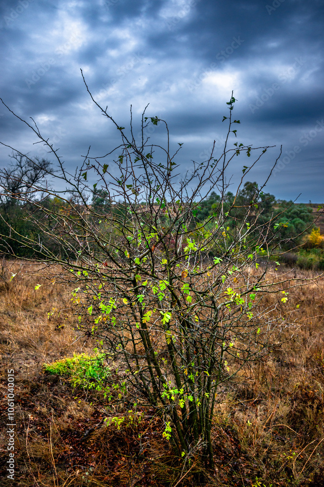 Landscape photography on the field with big and smooth clouds in the sky,Stormy weather on the picture.Big blue clouds iver the forest nd field, morning landscape in the woodlands.Aurumn blue hour, Landscape photography on the field with big and smooth clouds in the sky,Stormy weather on the picture.Big blue clouds iver the forest nd field, morning landscape in the woodlands.Aurumn blue hour,