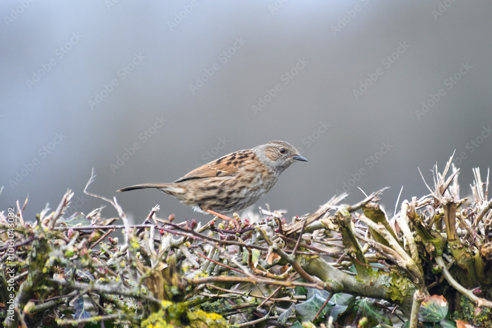 Fototapeta premium Accenteur mouchet (Prunella modularis)