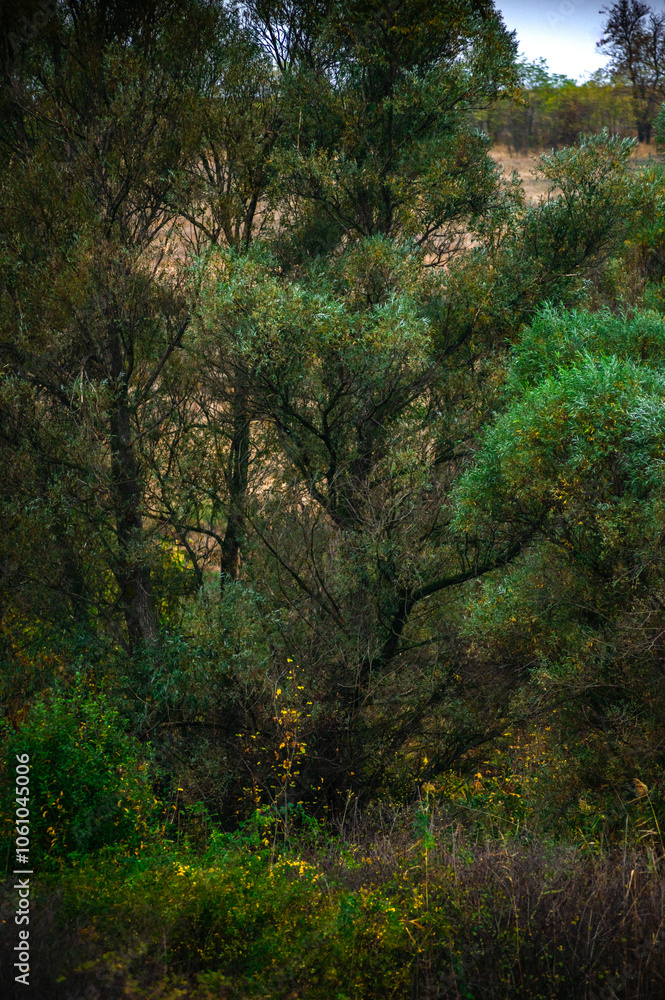 Naklejka premium Landscape with beautiful and mystery trees, yellow and orange leaves on tree.Landscape photography in the woodlands, misty and foggy weather .Forest at autumn morning , trees in the forest 