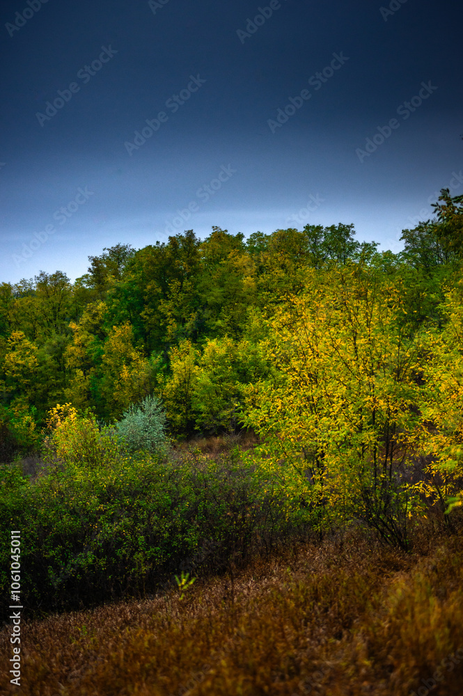 Landscape with beautiful and mystery trees, yellow and orange leaves on tree.Landscape photography in the woodlands, misty and foggy weather .Forest at autumn morning , trees in the forest Landscape with beautiful and mystery trees, yellow and orange leaves on tree.Landscape photography in the woodlands, misty and foggy weather .Forest at autumn morning , trees in the forest