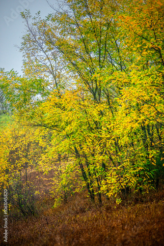 Landscape with beautiful and mystery trees, yellow and orange leaves on tree.Landscape photography in the woodlands, misty and foggy weather .Forest at autumn morning , trees in the forest 