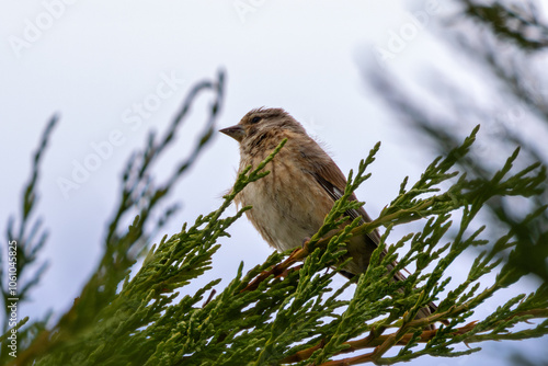 Female Linnet (Linaria cannabina) – Commonly found in grasslands, spotted at Turvey Nature Reserve, Dublin photo