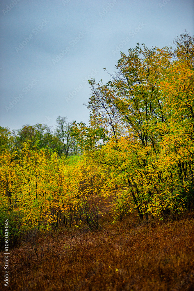 Naklejka premium Landscape with beautiful and mystery trees, yellow and orange leaves on tree.Landscape photography in the woodlands, misty and foggy weather .Forest at autumn morning , trees in the forest 
