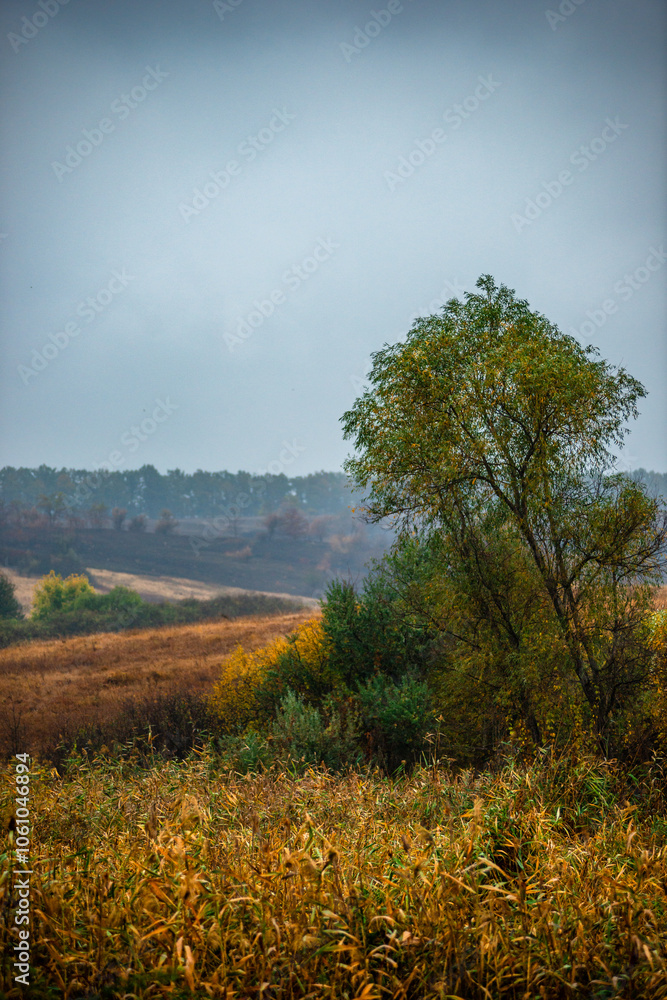 Fototapeta premium Landscape with beautiful and mystery trees, yellow and orange leaves on tree.Landscape photography in the woodlands, misty and foggy weather .Forest at autumn morning , trees in the forest 