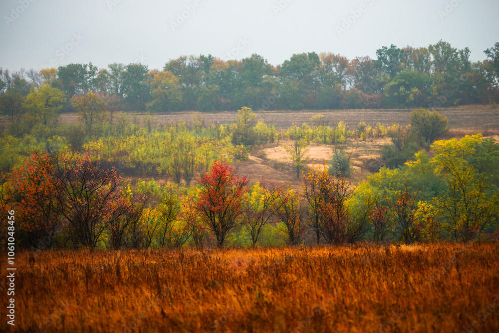 Fototapeta premium Foggy in the forest,autumn morning .Photo in the rainy and foggy weather, beautiful landscape photo, yellow and red colors .Clouds in the sky,mystery nature.Fog over the forest . Beautiful wild place