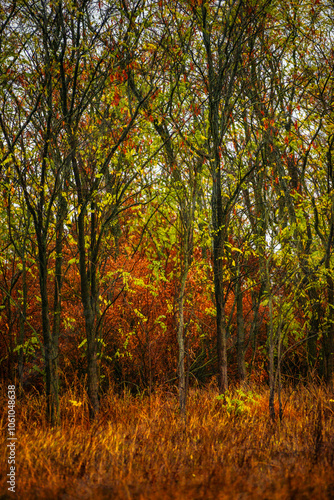 Foggy in the forest,autumn morning .Photo in the rainy and foggy weather, beautiful landscape photo, yellow and red colors .Clouds in the sky,mystery nature.Fog over the forest . Beautiful wild place