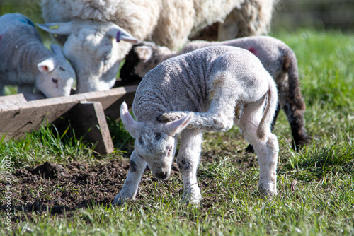 Agneau mignon en pâture, un matin de printemps