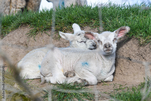 Deux agneaux mignons, un matin de printemps photo