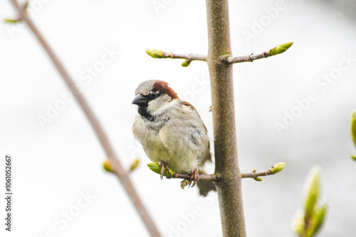 House sparrows in the trees - Passer domesticus