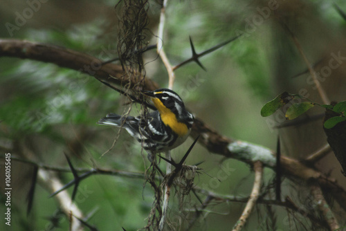 Birds of the Greater Tampa area