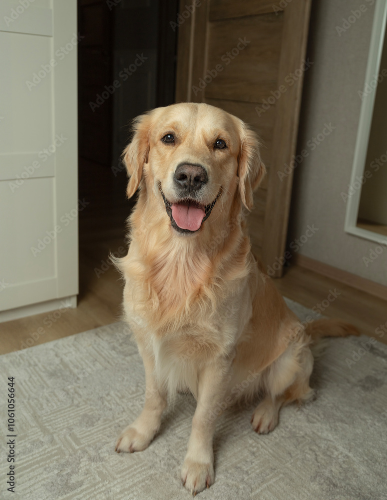 A smiling dog. A pet. A golden retriever. A smiling dog. A pet. A golden retriever.