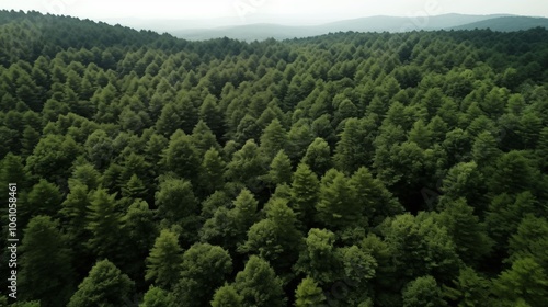 Aerial view of lush green pine forest, showcasing a serene and vibrant landscape filled with tall trees and rich foliage.