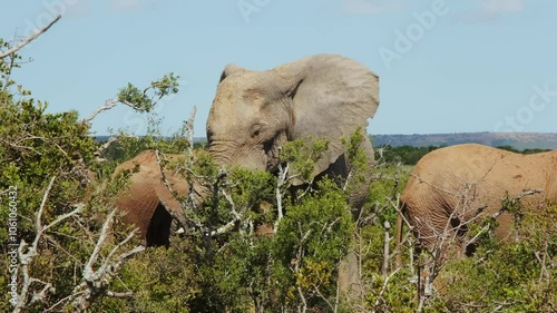 A family of adult elephants plucks green leaves from trees with their trunks and eats. Wildlife of South Africa in Addo National park. Closeup shot.