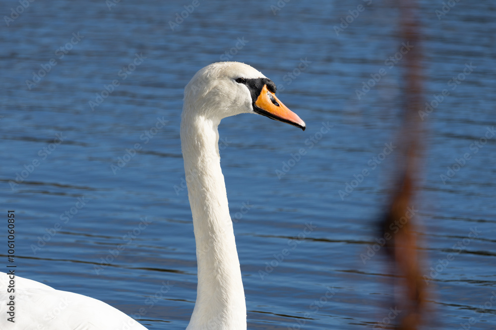 White Swan on the lake in Edinburgh Scotland, near Arthur's Seat. White Swan on the lake in Edinburgh Scotland, near Arthur's Seat.