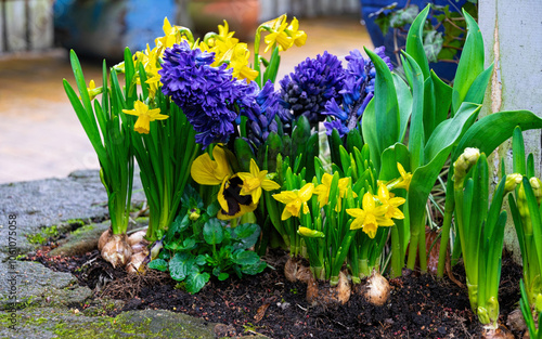 Blooming muscari hyacinths and narcissus in the spring garden