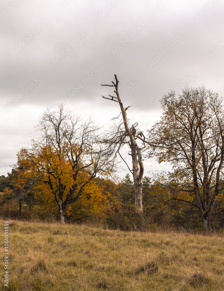 Fototapeta premium Herbst in Erlangen