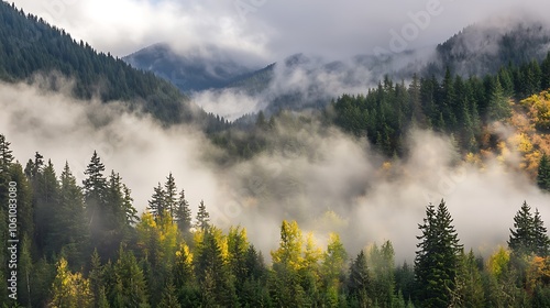 A raw and rugged early fall scene with mist covered mountains and dense fog rolling through a forest of evergreen trees, highlighting the raw